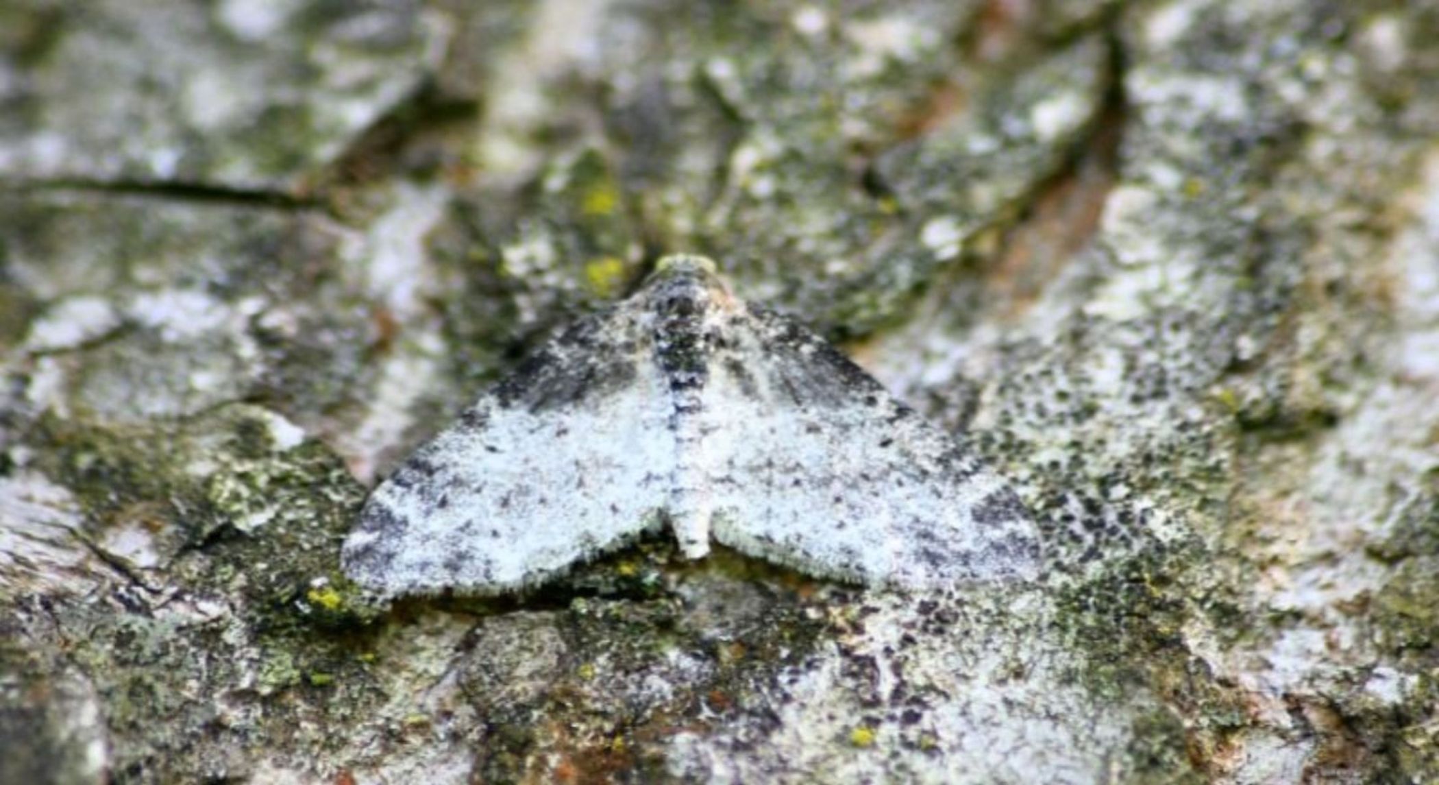 identificazione lepidotteri